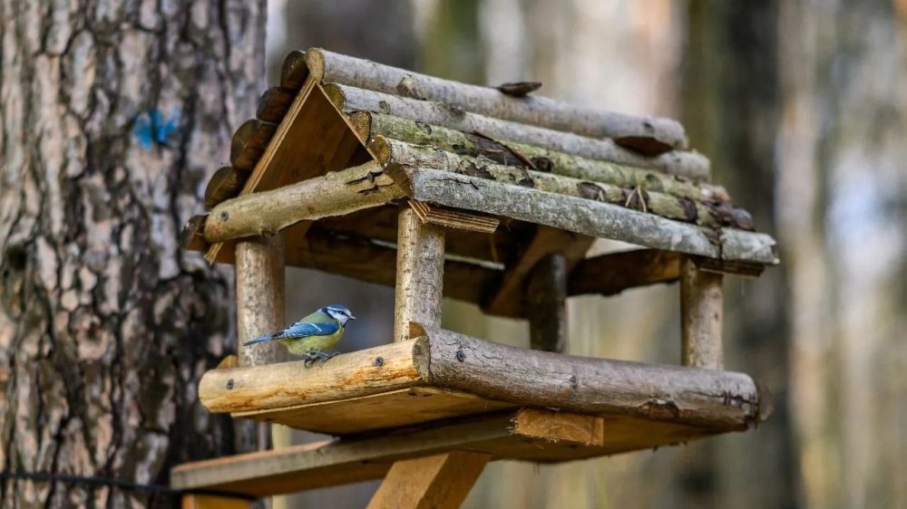 Кормушки, лекции и стенгазета: в подольском парке отметят День птиц