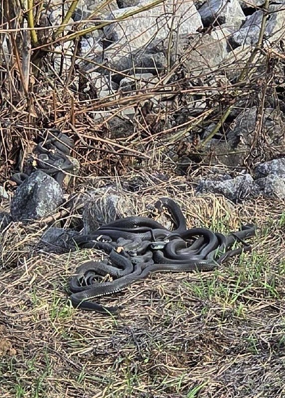 В Подмосковье начали массово выползать змеи