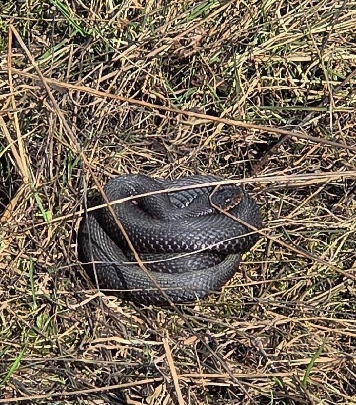 В Подмосковье начали массово выползать змеи