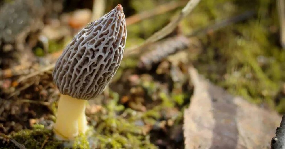 Грибной бум: в Подмосковье стартует ранняя «тихая охота» 