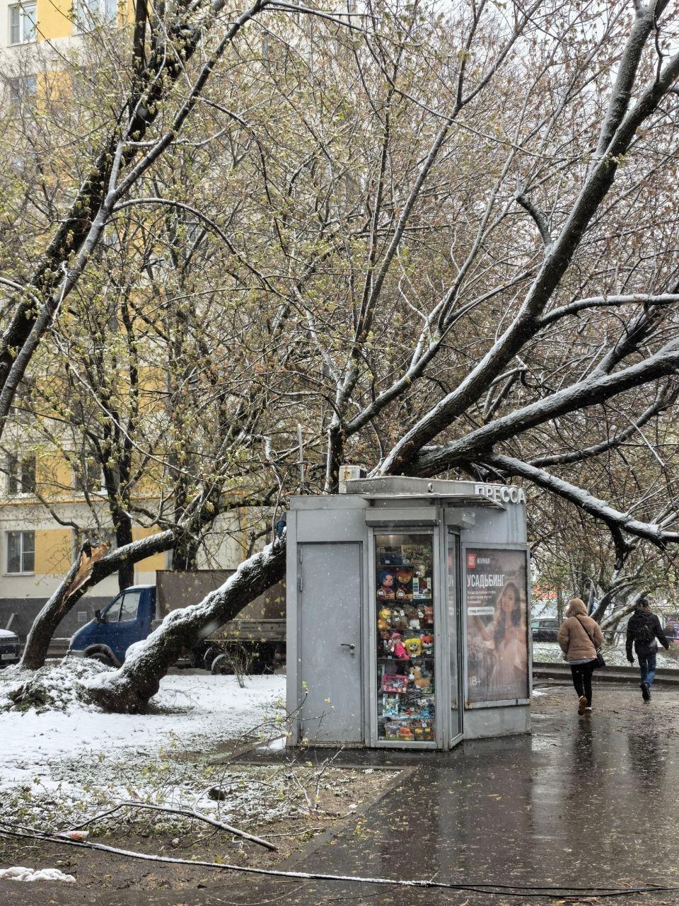 Из-за снегопада в Подмосковье продолжают падать деревья