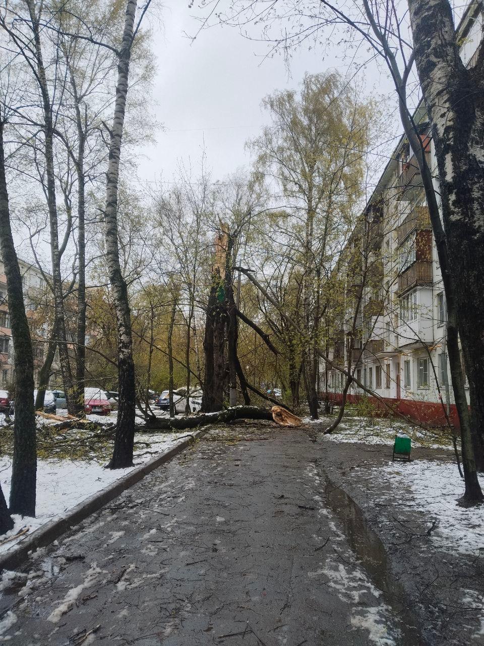 Из-за снегопада в Подмосковье продолжают падать деревья