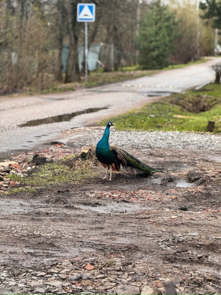 Свобода вместо вольера: по подмосковному Дорохову разгуливает сбежавший павлин