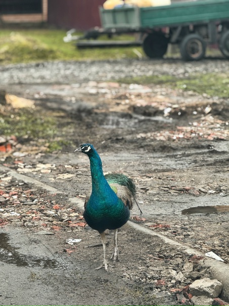 Свобода вместо вольера: по подмосковному Дорохову разгуливает сбежавший павлин