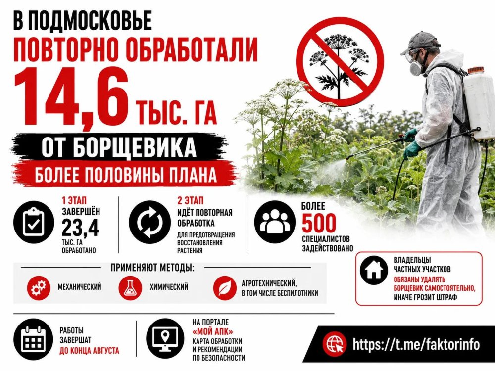 В Подмосковье повторно обработали 14,6 тыс. га от борщевика — более половины плана