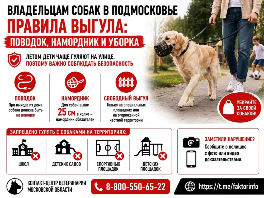 Владельцам собак в Подмосковье напомнили правила выгула: поводок, намордник и уборка